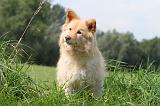 CHIEN FINNOIS DE LAPONIE 669